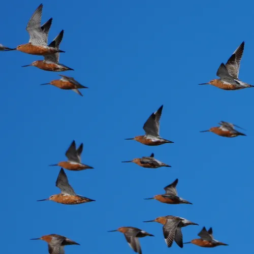 Afbeelding van De rosse grutto heeft de slijkgarnaal ontdekt