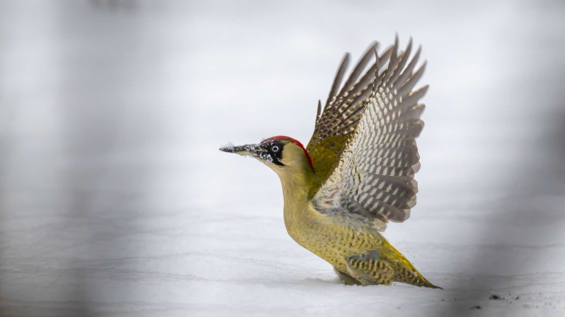 groene specht in de sneeuw