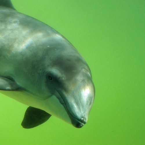 Afbeelding van De bruinvis: de Nederlandse walvis in de Noordzee