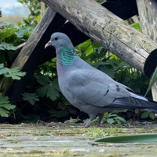Hout- en holenduiven in de tuin: zo houd je ze uit elkaar