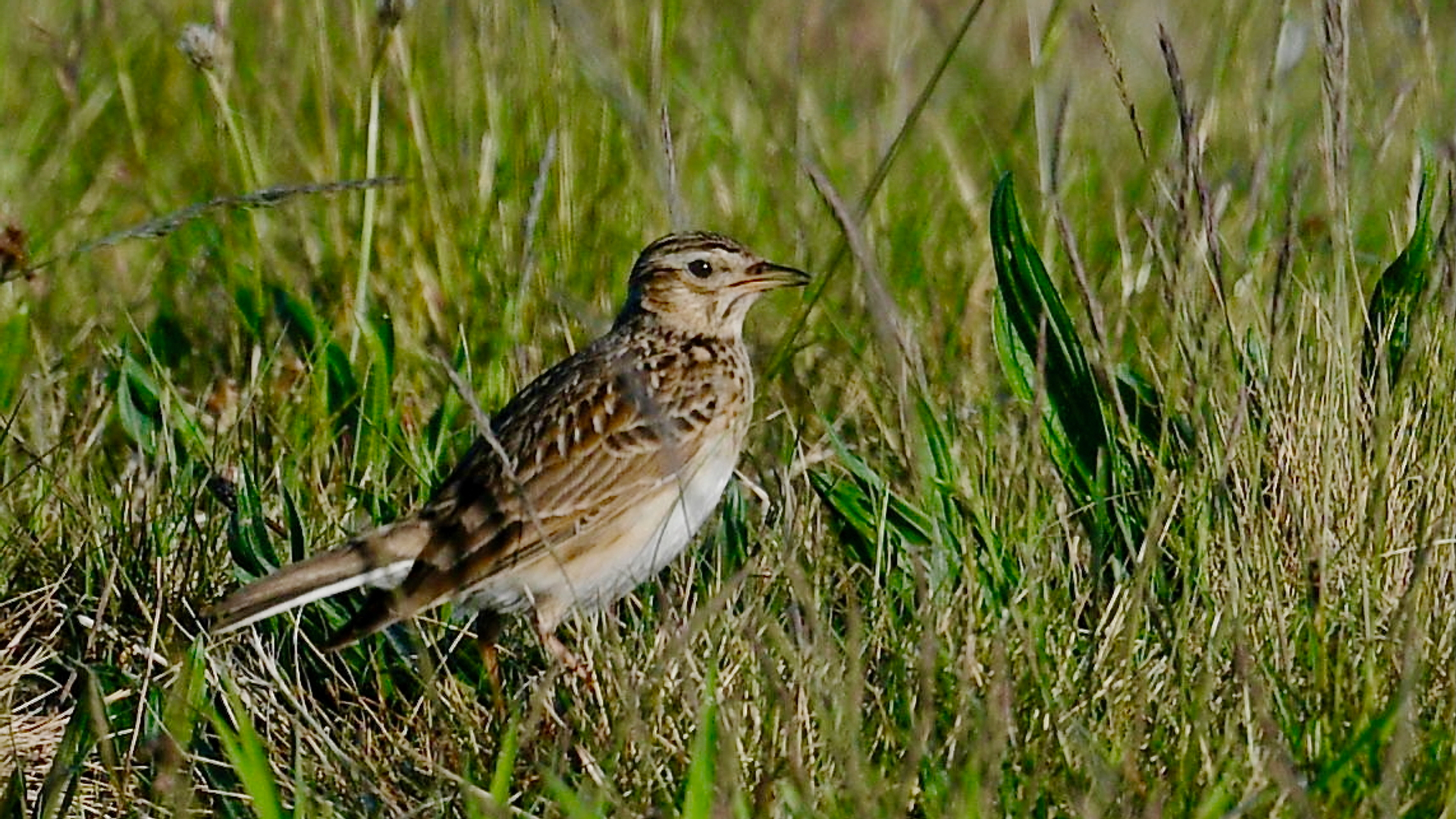 Veldleeuwerik (c) Marlies Hoefkens