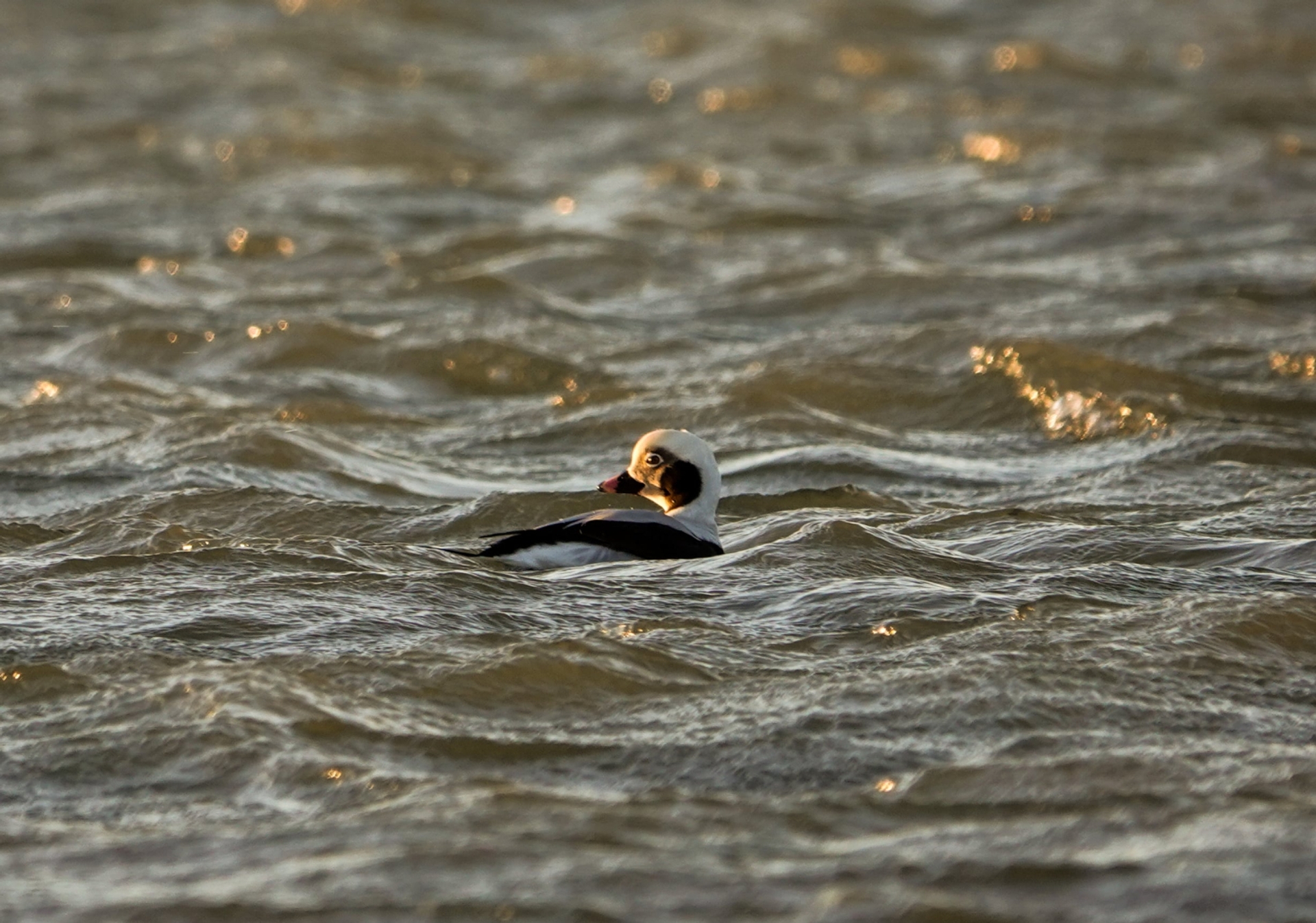 ijseend Brouwersdam ouddorp