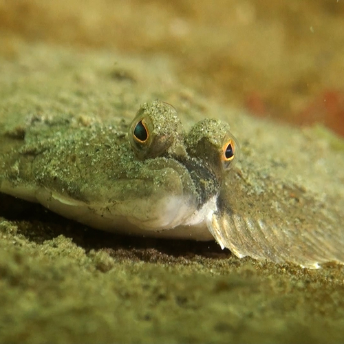 Waarom heeft de schol zo'n bijzondere kop?