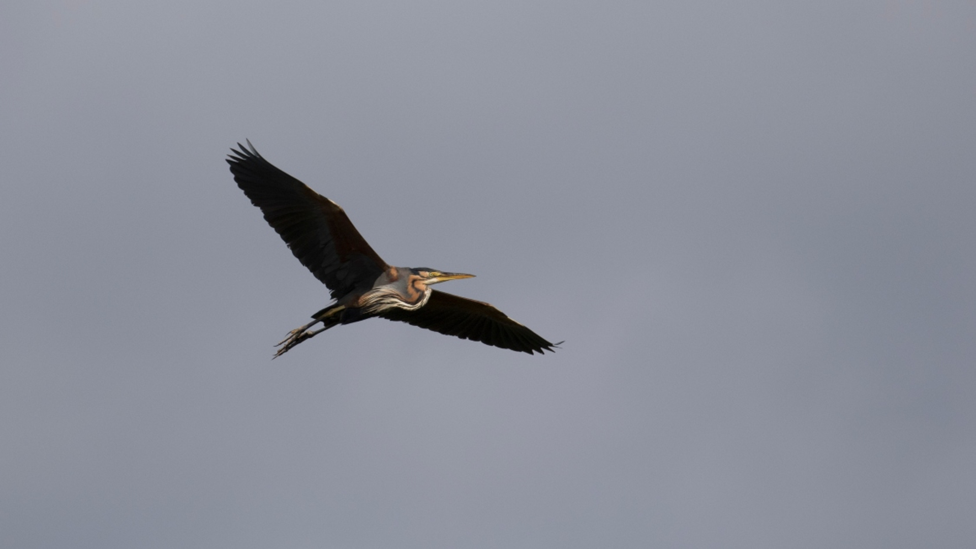 purperreiger