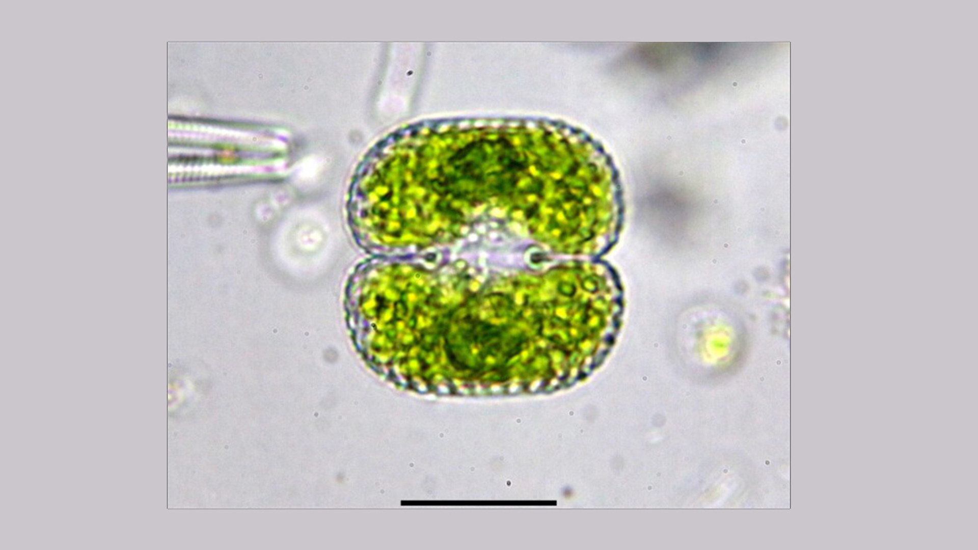 algen-natuurmonumenten