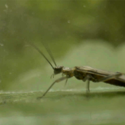 Afbeelding van Zeldzame steenvlieg herontdekt in verborgen beek