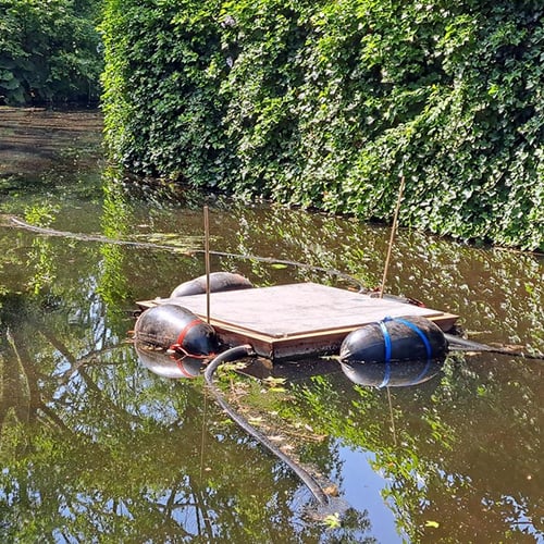 Afbeelding van Gouda opent all-you-can-eat kreeftenbar voor watervogels