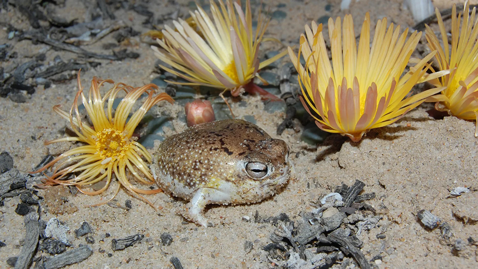 Desert-Rain-Frog_Breviceps-macrops-Port-Nolloth_Jeanne-Tarrant_2008