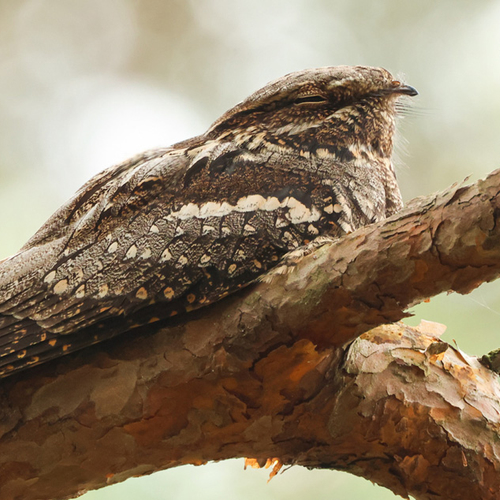 Afbeelding van Tijd voor een dutje! Deze dieren houden een siësta