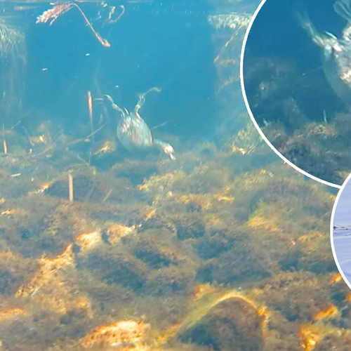 Dodaars duikt diep: bijzondere onderwaterbeelden