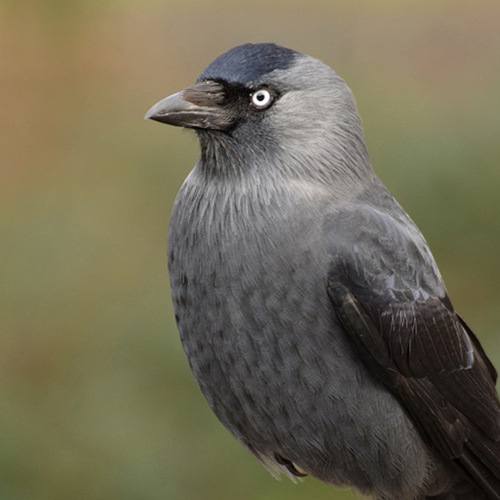 Afbeelding van Kauwtjes verzamelen zich massaal op Arnhemse Gelredome