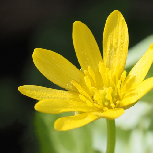 Klein maar fijn: drie vroege bloeiers