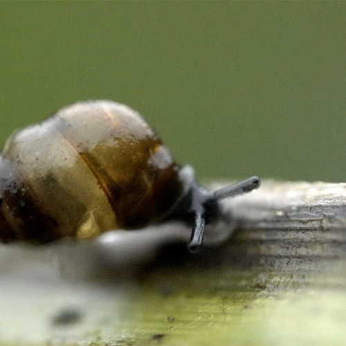 De zeggekorfslak als symbool voor volharding van de natuur