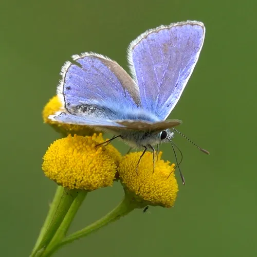 Afbeelding van Icarusblauwtje slurpt nectar uit boerenwormkruid