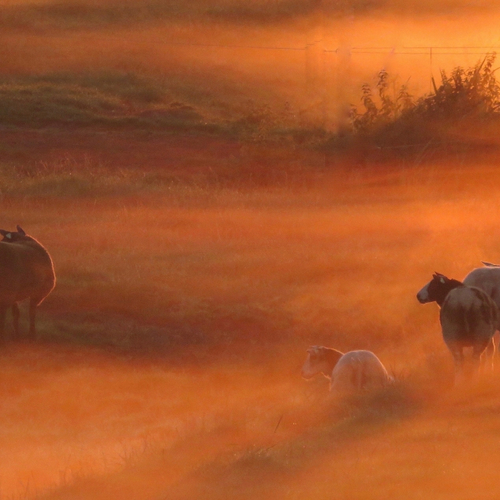 Drenthe verlengt proef met verplaatsbare wolfwerende rasters