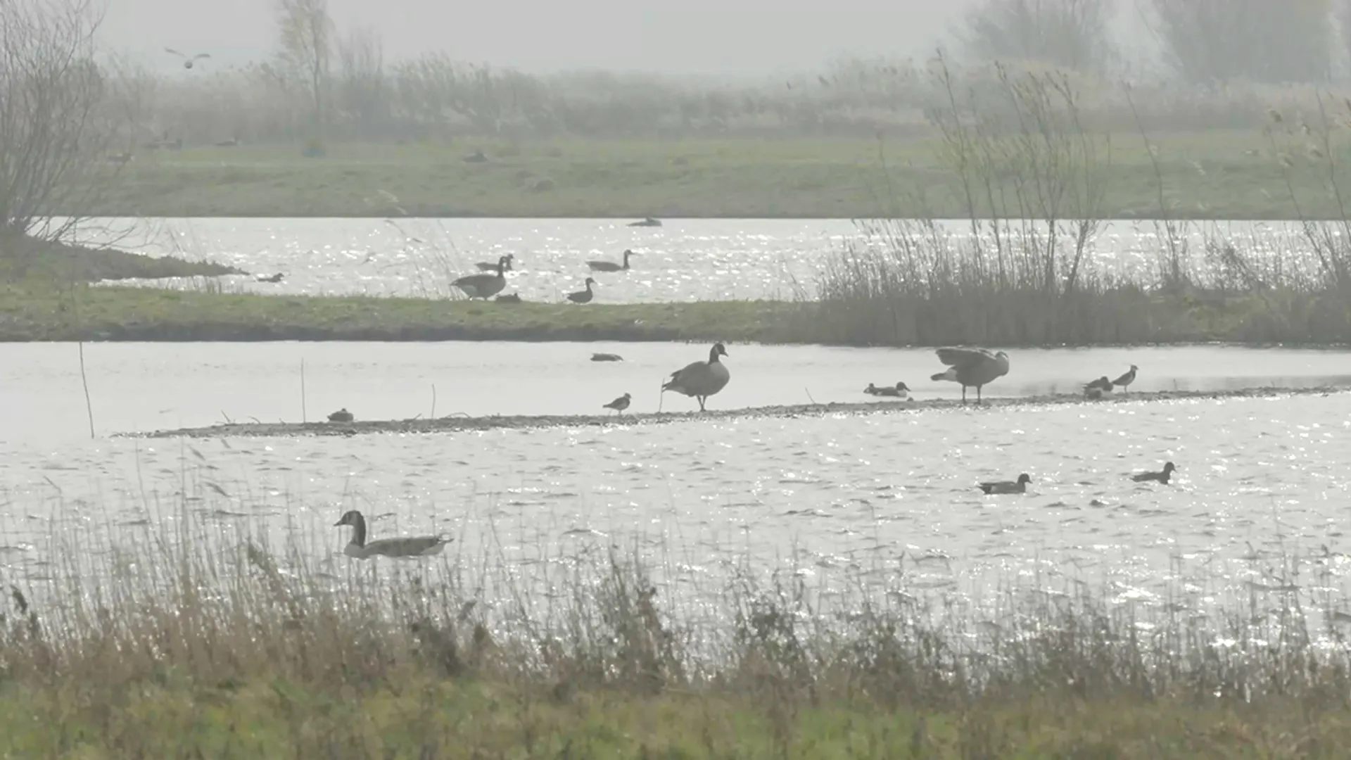 vogelparadijs