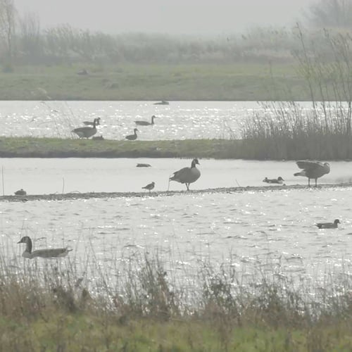 Afbeelding van Nieuwe Driemanspolder: vogelparadijs in stedelijk gebied
