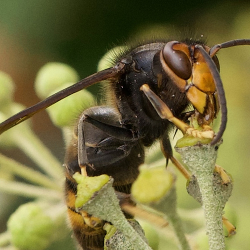 Afbeelding van Provincie Utrecht stopt met bestrijden Aziatische hoornaar
