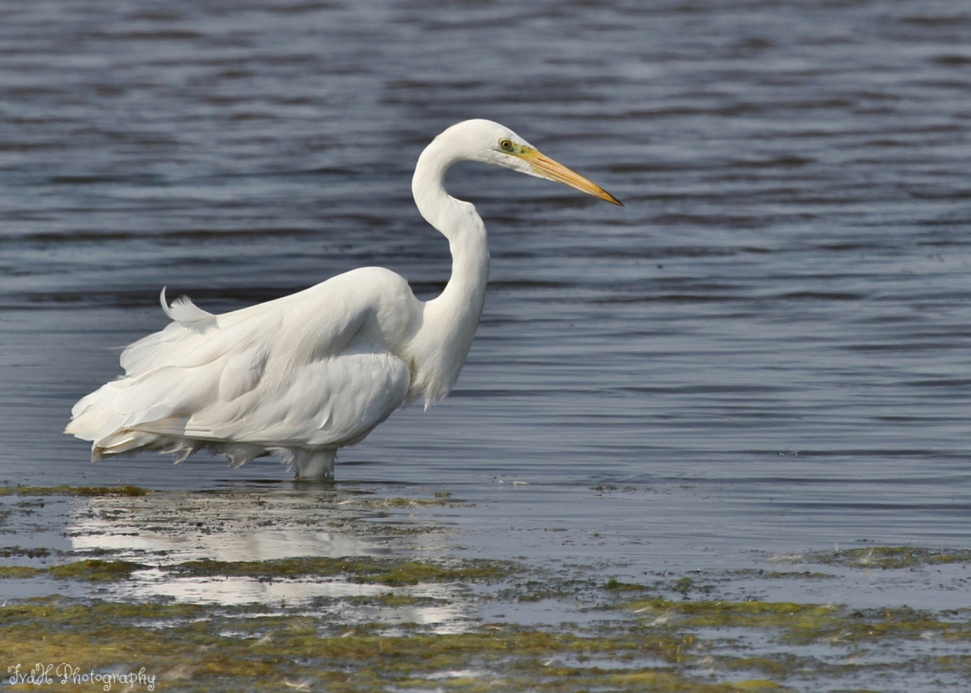 grote_zilverreiger_5b58d38ef358a_large