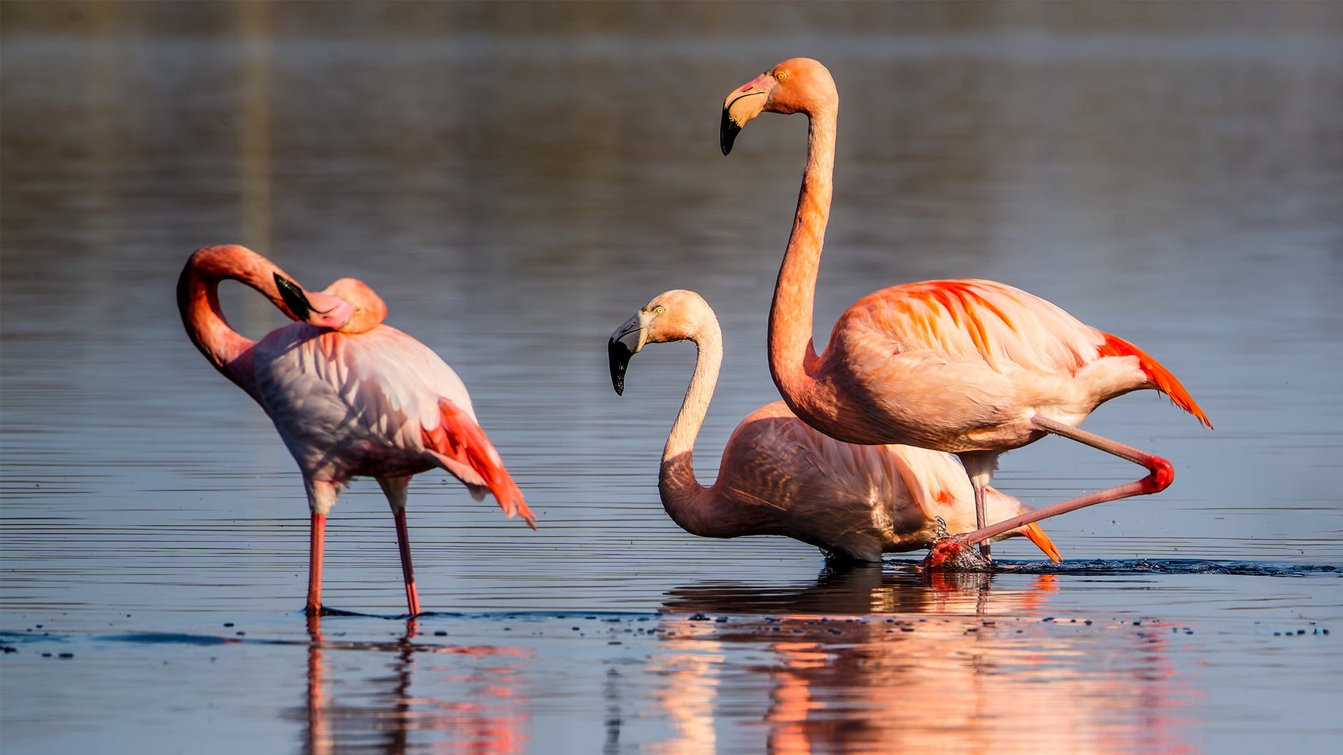 Flamingo Zwillbrocker Venn
