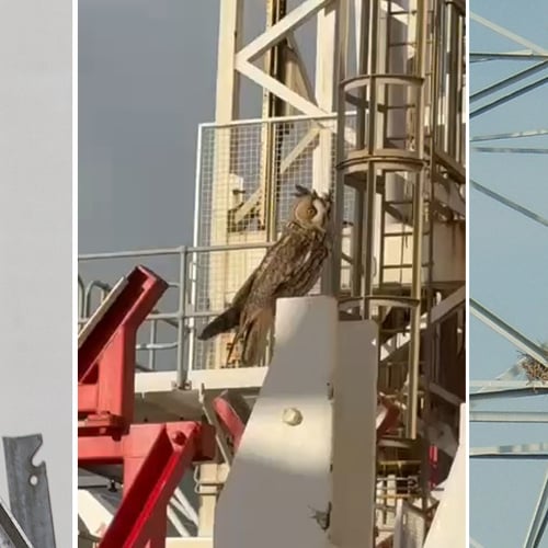 Afbeelding van Vogels op rare plekken: van boorplatform tot roestige tractor