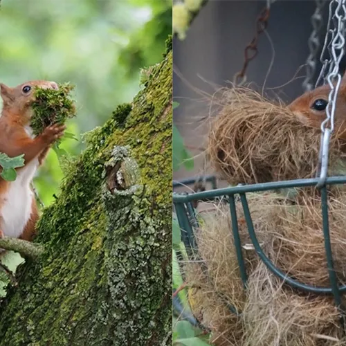 Rode eekhoorns op zoek naar zacht nestmateriaal