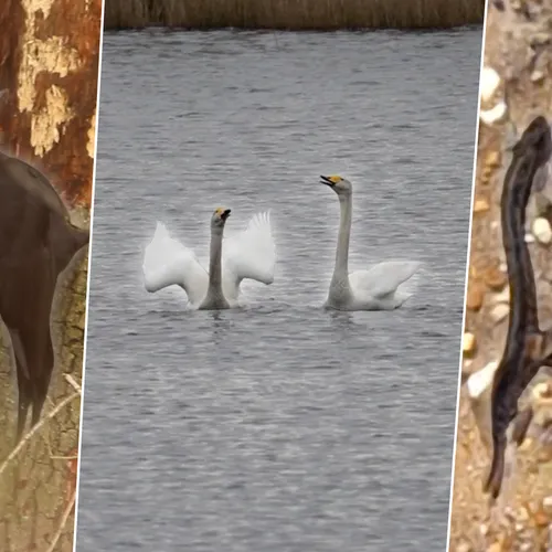 Afbeelding van Baltsende wilde zwanen, bevers en parende beekprikken