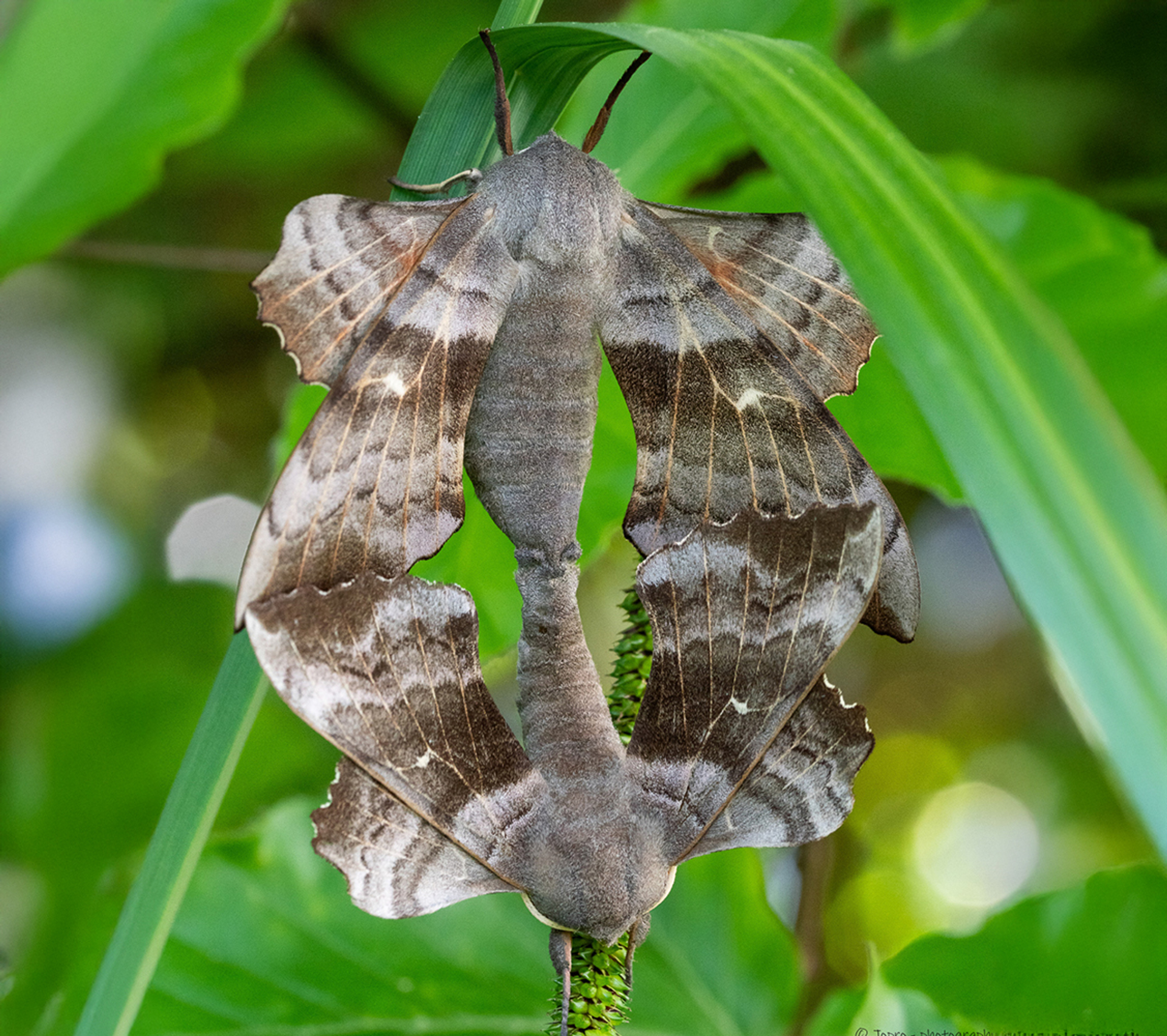 populierenpijlstaarten