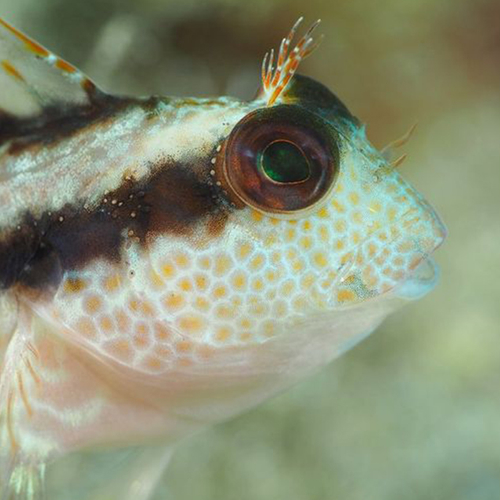 Afbeelding van Nieuwe vissoort ontdekt in Noordzee: ringnek slijmvis