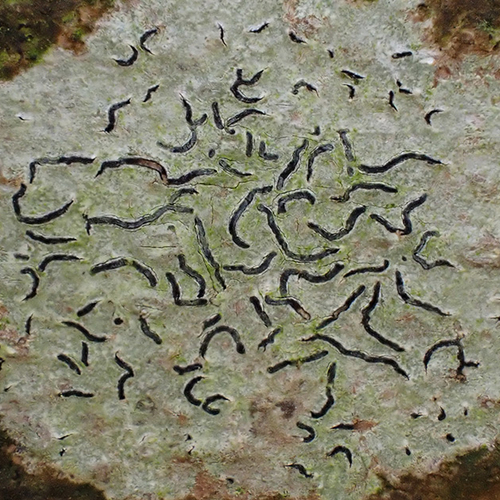 Afbeelding van Een kosmos van korstmossen