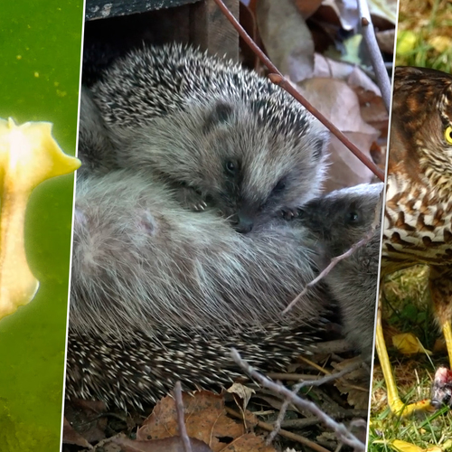 Afbeelding van Zogende egel, plukkende sperwer en dansende flamencoplatworm