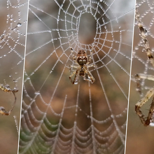 Afbeelding van Strekspin in de weer met web vol mistdruppels