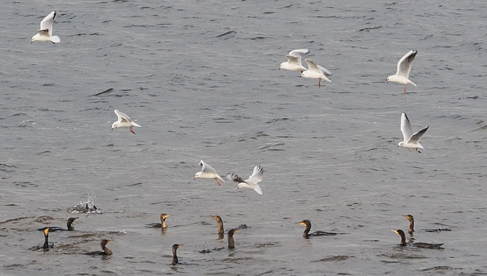 Meeuwen en aalscholvers jagen samen