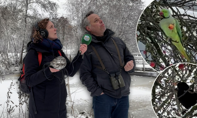 Afbeelding van Filmpje | Sneeuwwandeling tip: soorten die je juist nu kunt zien!