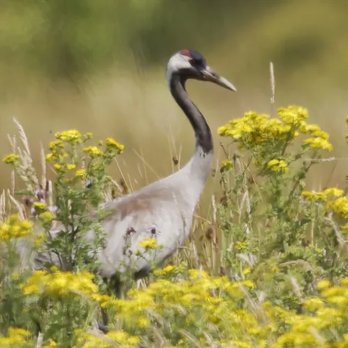 Afbeelding van Want vogels zijn precies als mensen