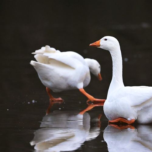 Vogels verrast door een dun laagje ijs