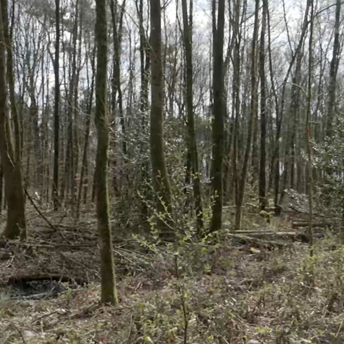 Afbeelding van Kalkrijke, vochtige leembossen