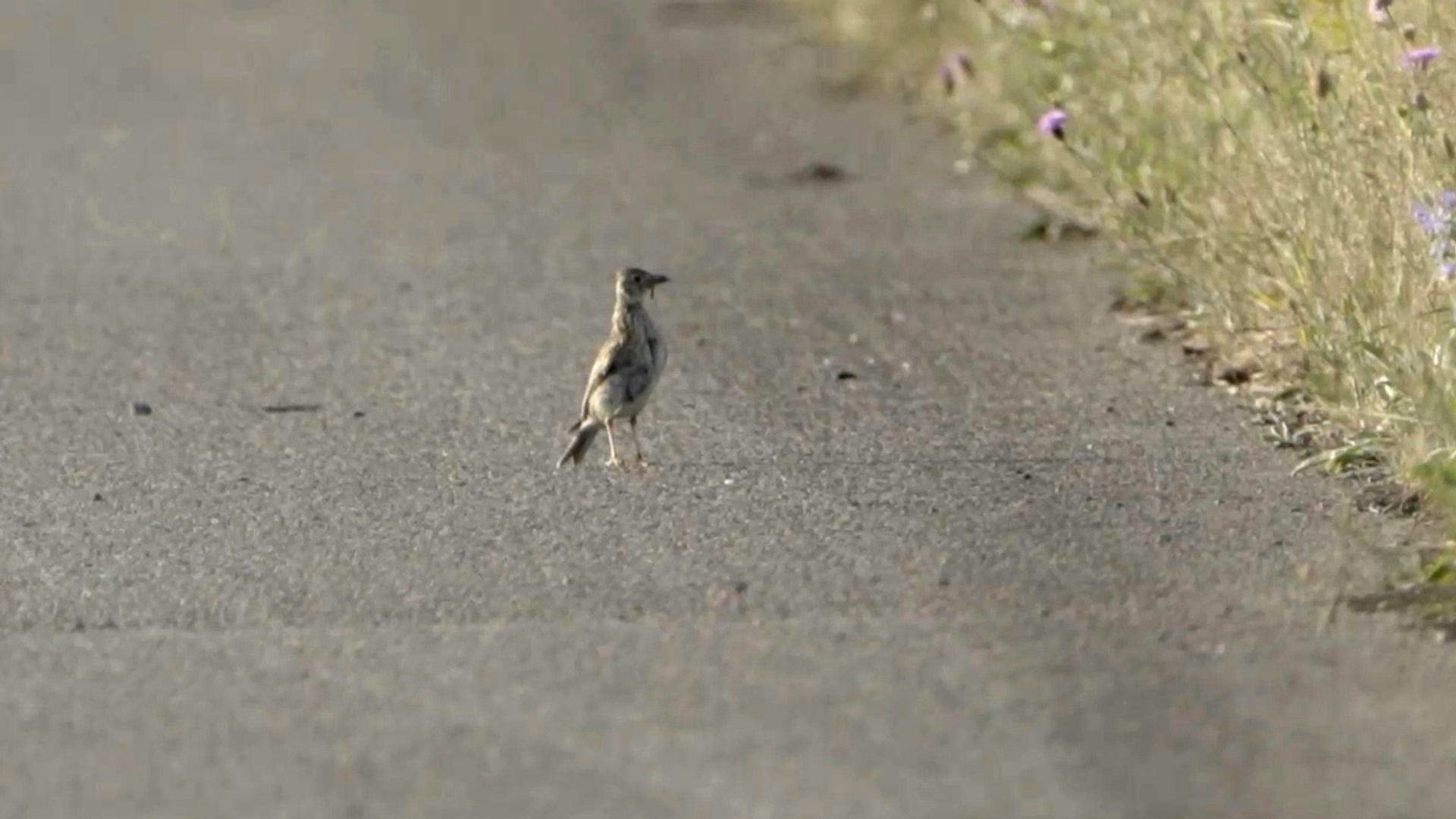 veldleeuwenrik VVTV soesterberg
