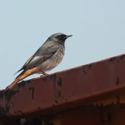 Fenolijn 19 april 2026