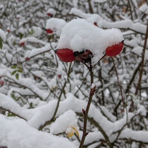 Afbeelding van Hondsroos hangt in de winter vol zoete rozenbottels