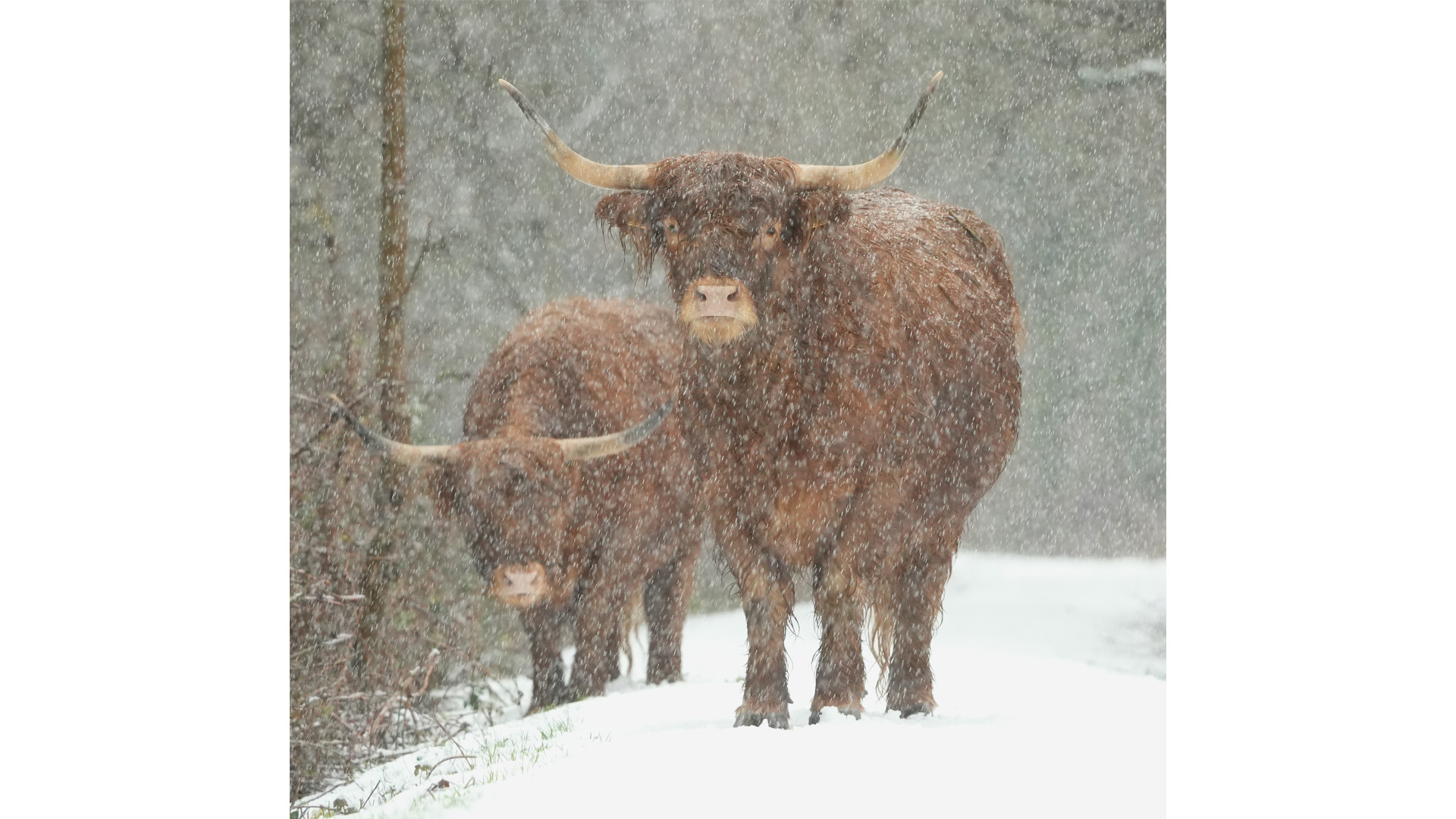 Hooglanders in de sneeuw
