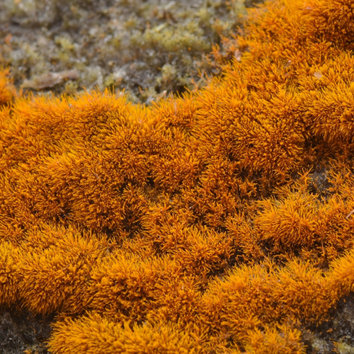 Afbeelding van Schimmeldraden als duurzame bouwstenen voor kleding of isolatie