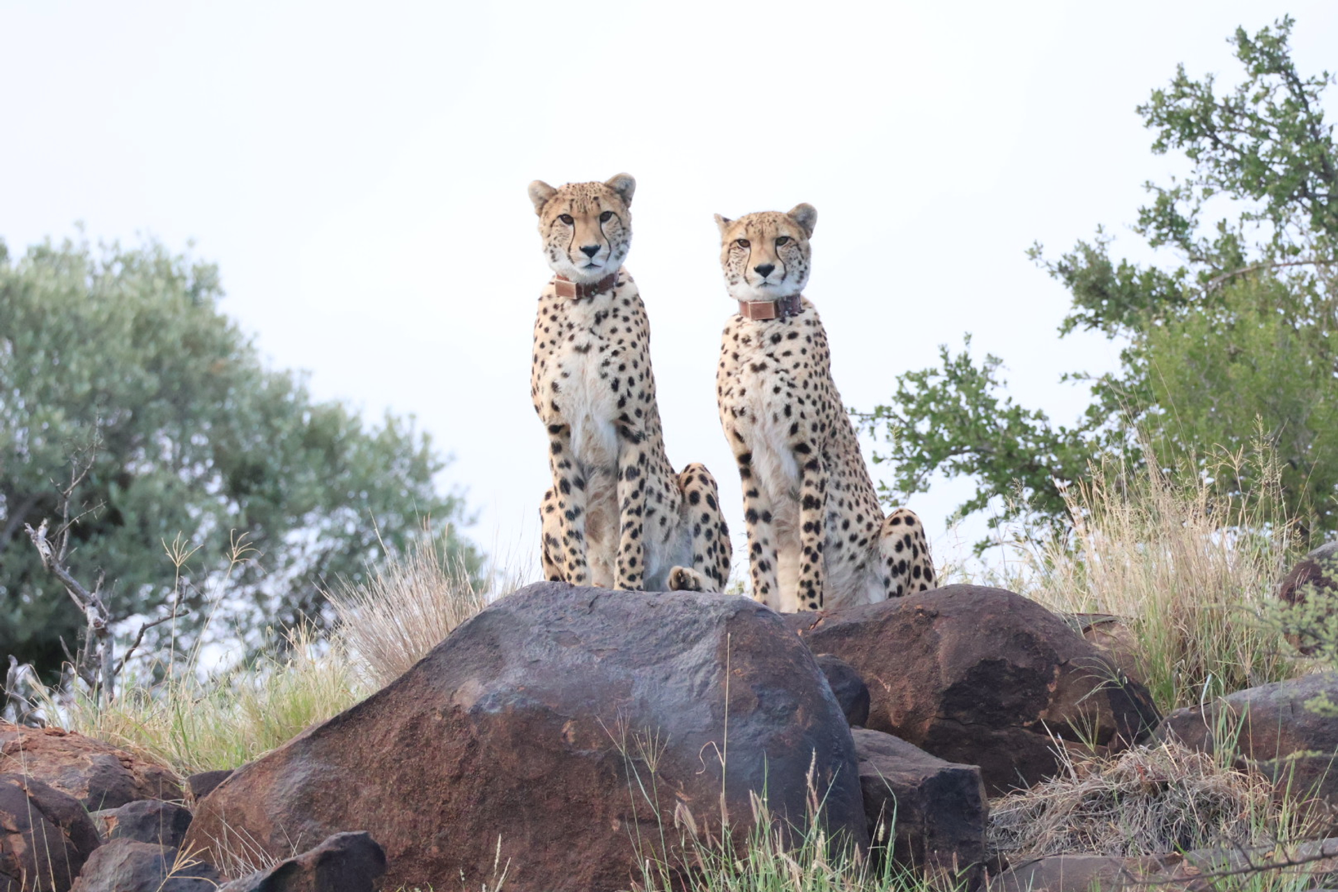 Cheetahs