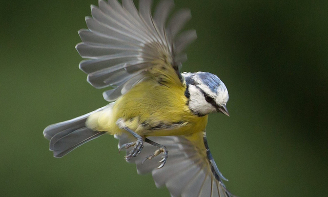 Afbeelding van Radio | 9 november 2025 | Dakboerderij, pimpelmezen en Thijsse