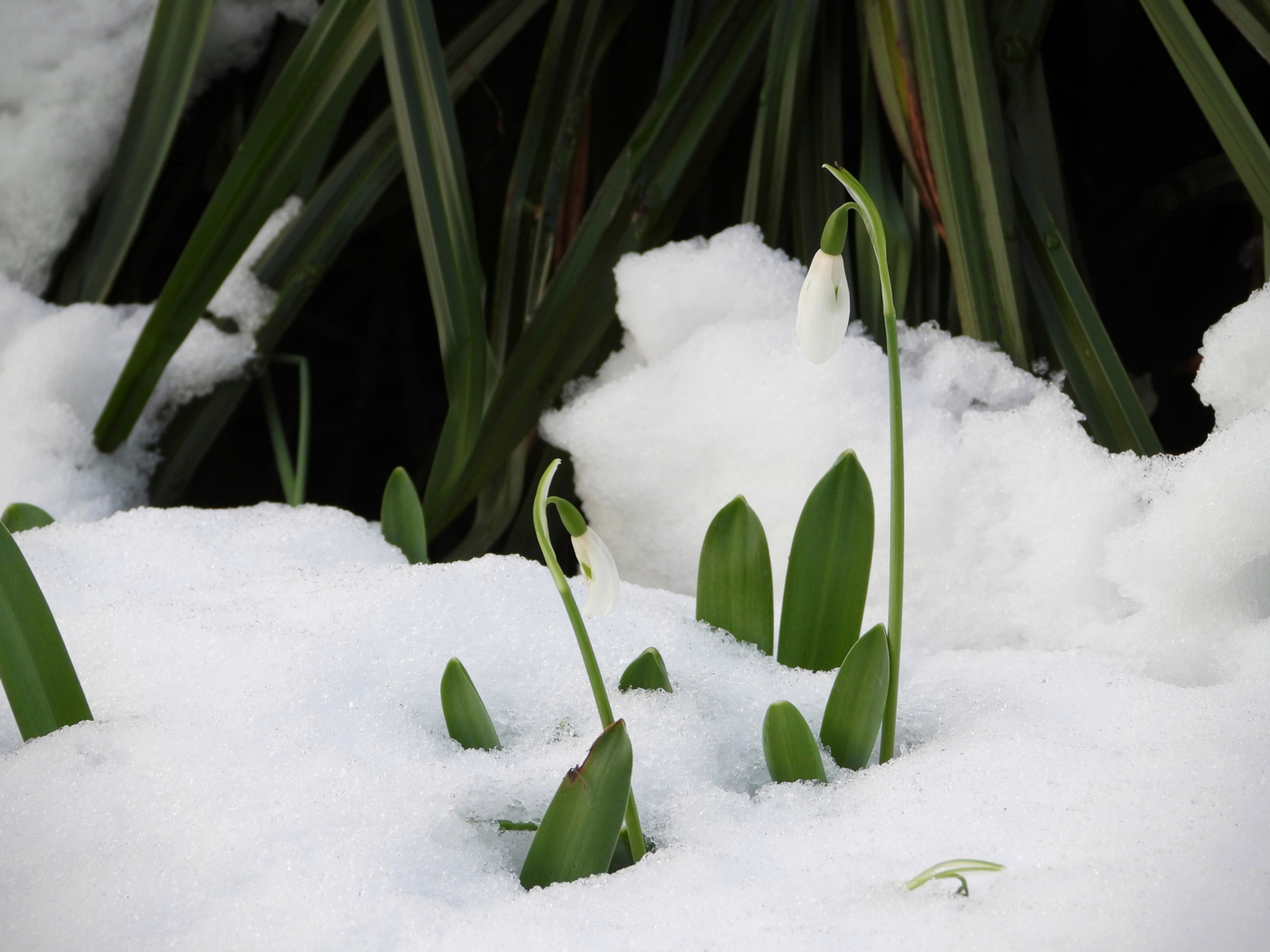 sneeuwklokjes in de sneeuw