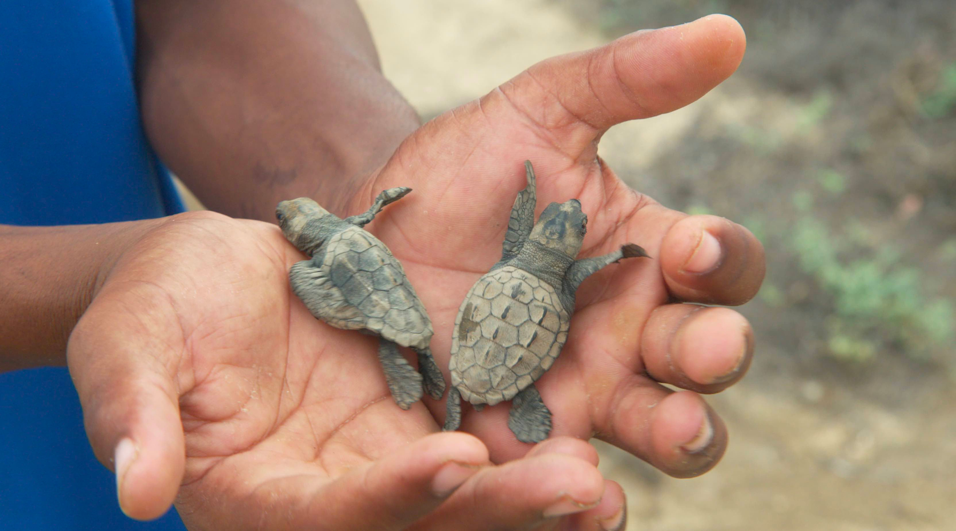 Zeeschildpadden