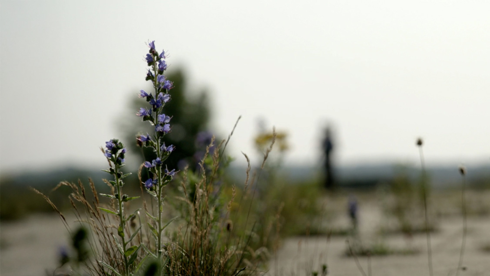 Flora op vliegbasis soesterberg VVTV