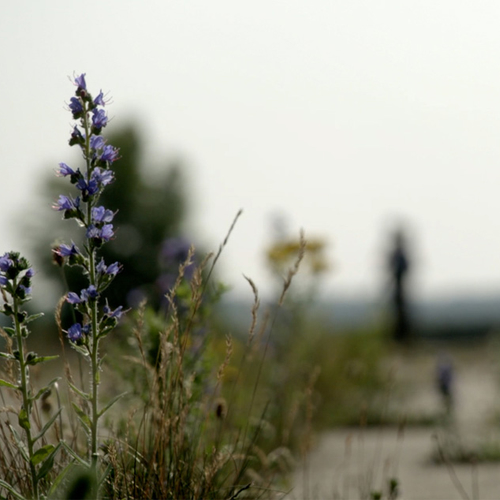 Afbeelding van Zeldzame planten nemen landingsbanen over