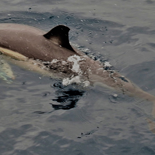 Afbeelding van Dolfijn die aanspoelde in Wierum overleden