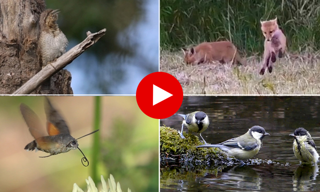 Afbeelding van Bekijk alle ingezonden filmpjes | Zelf Geschoten